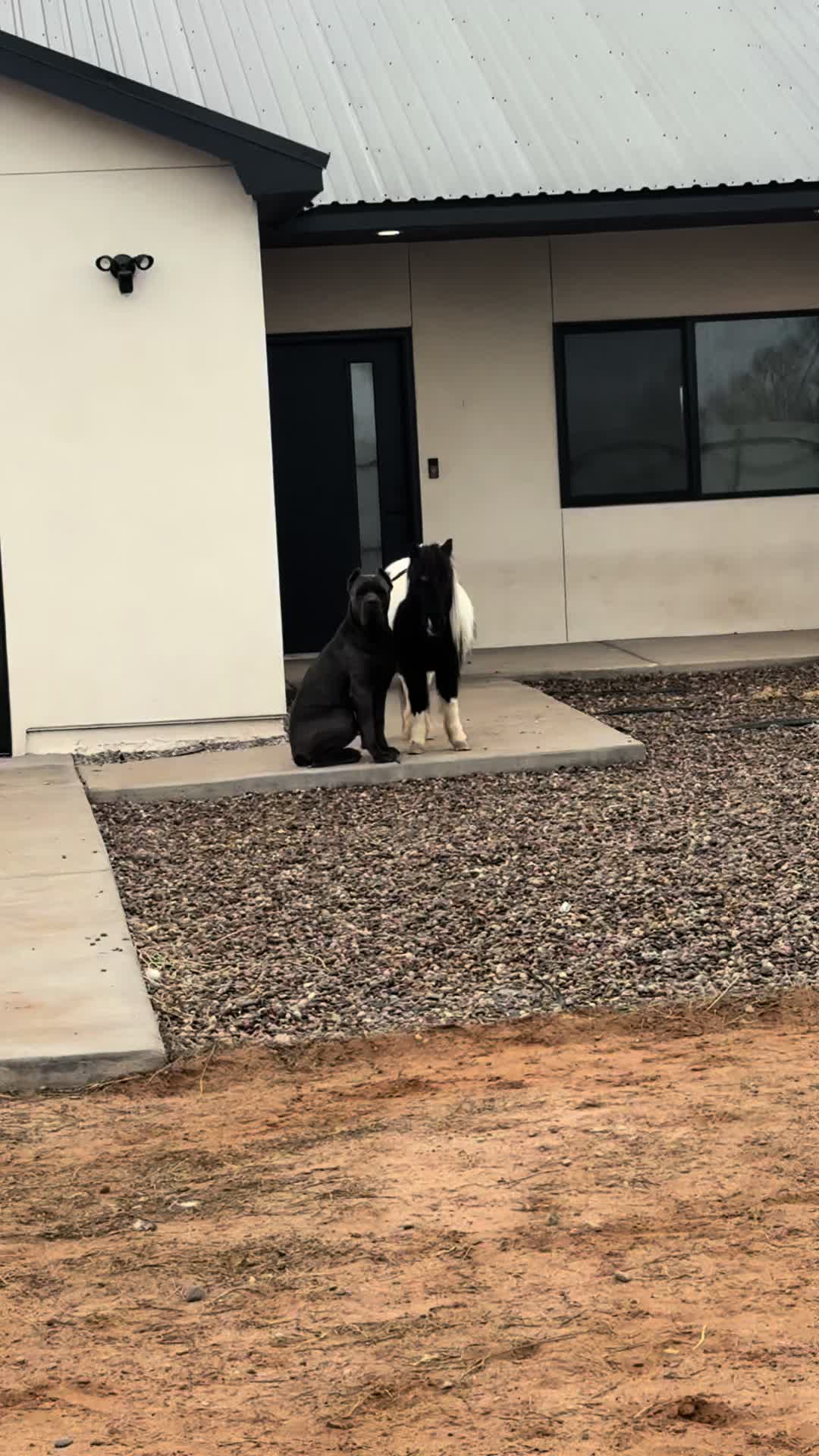 @canecorsoblackguardianz