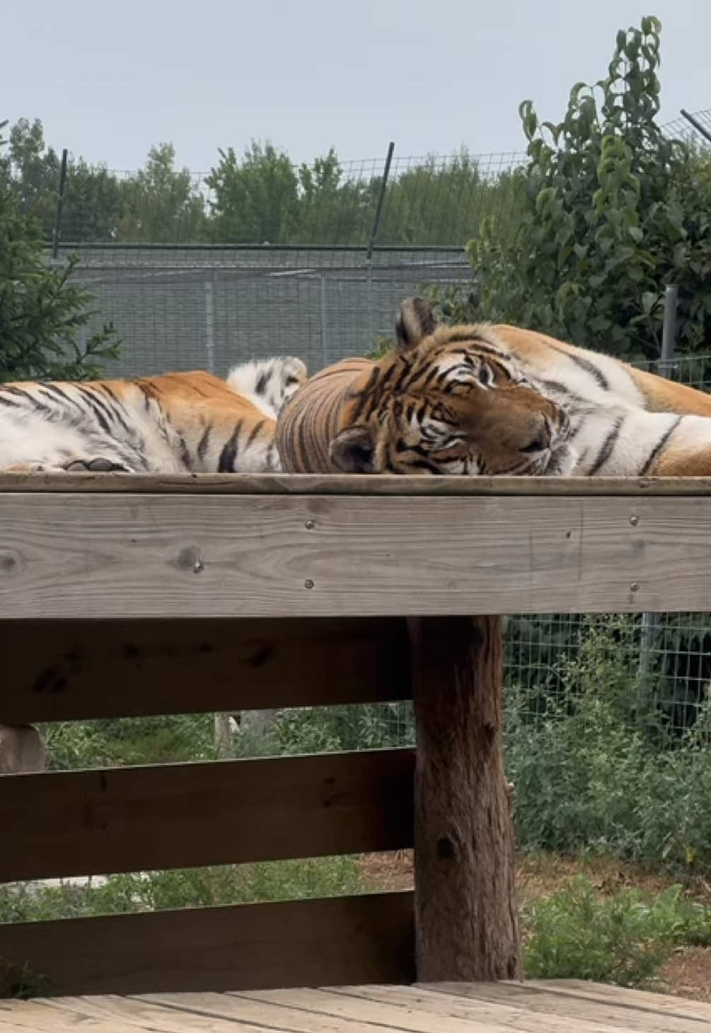 @The Wildcat Sanctuary