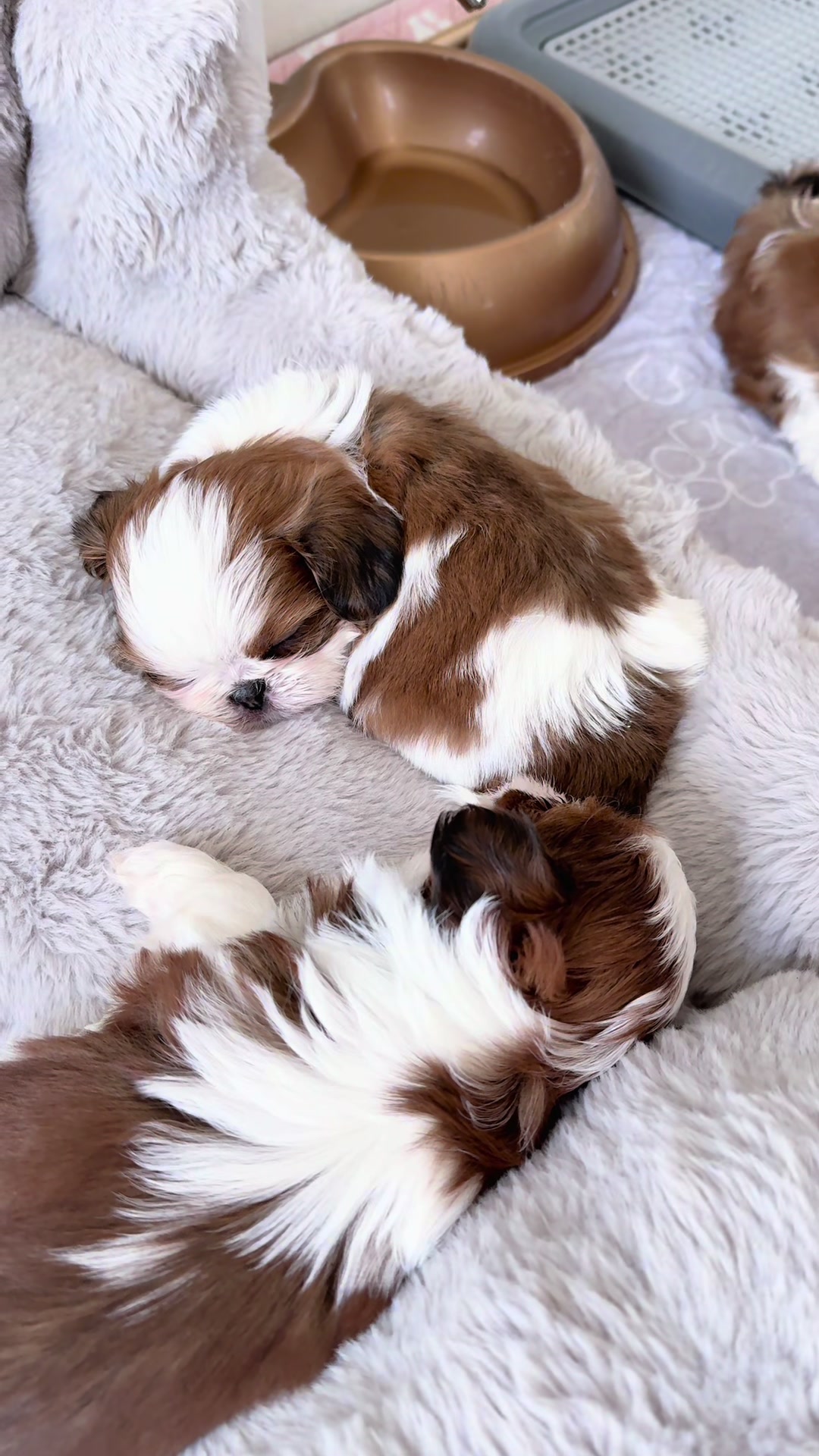 @Shih Tzu Puppies in Maryland