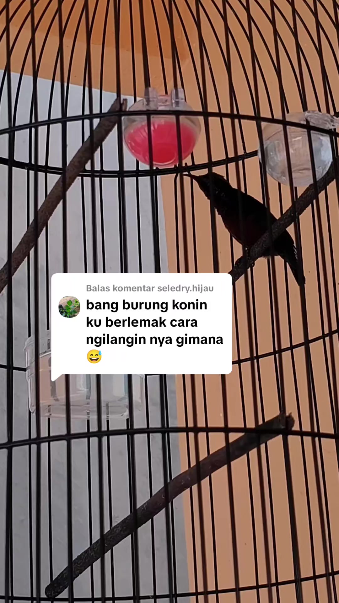 @banjarrayasquad
