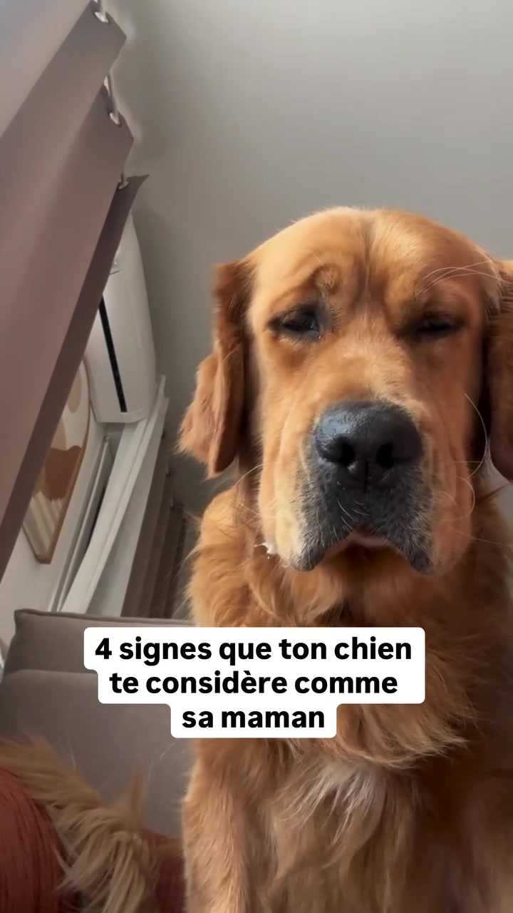 @Uggy Le Golden 🐶