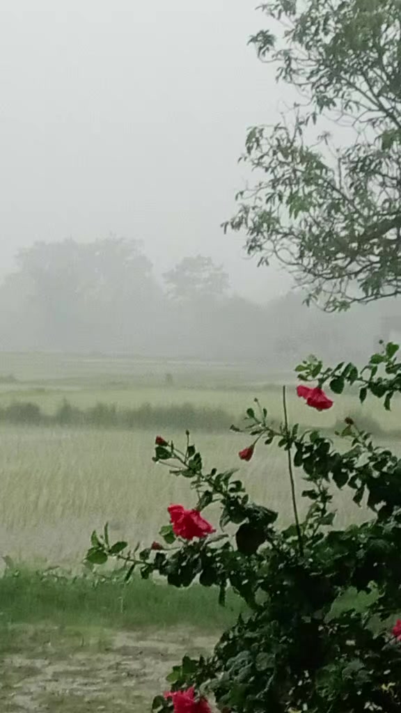 @Aruna Adhikari