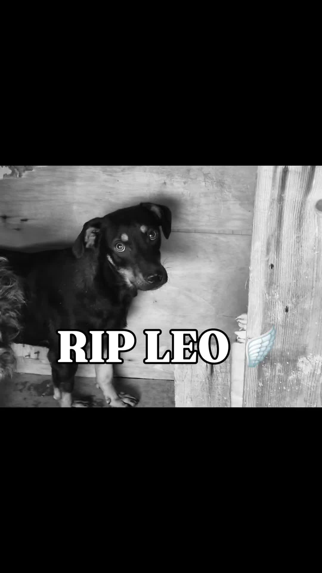 @Soulistas.Tierliebe