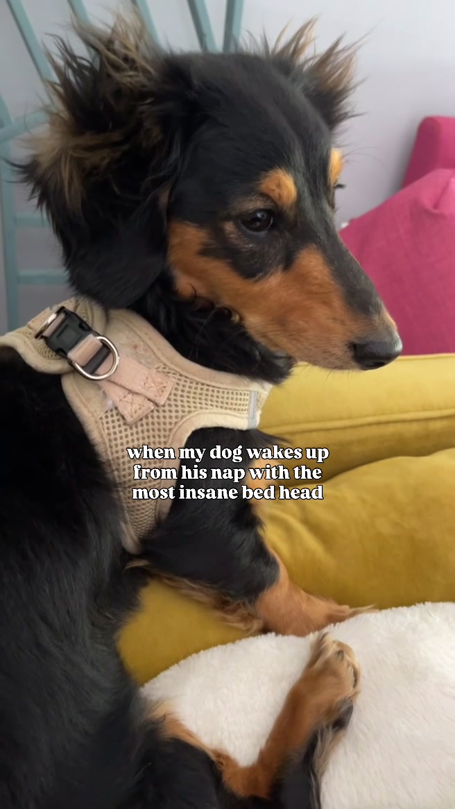 @Henry the mini dachshund
