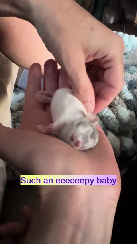 @Nosies and Toesies Rattery