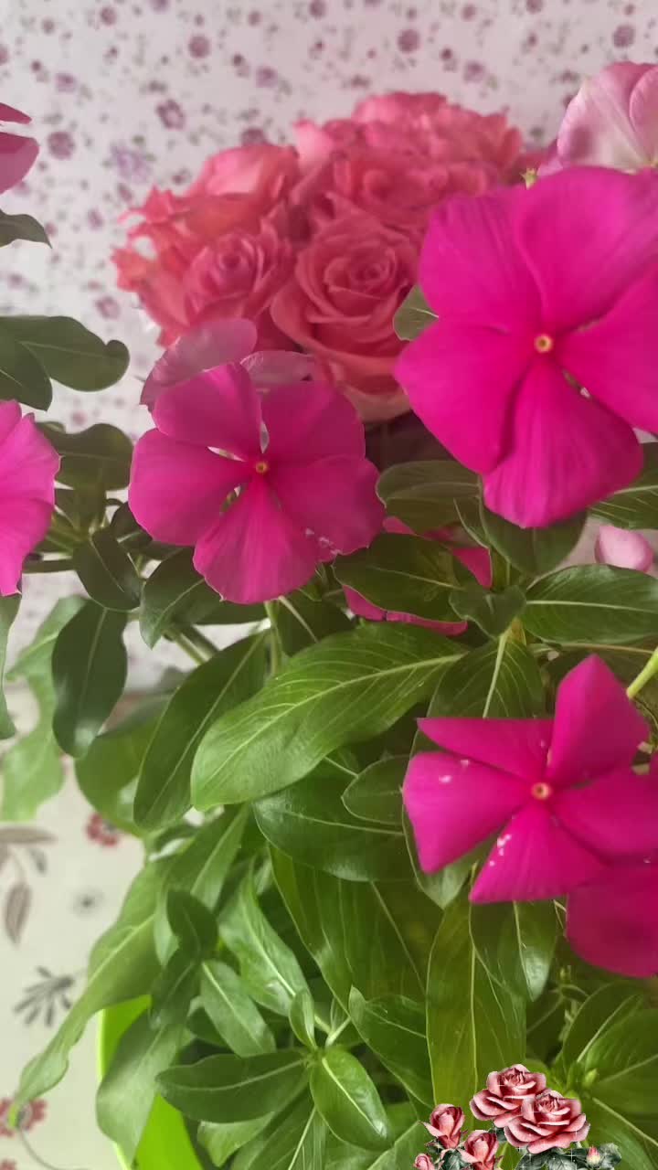 @🌹G&uuml;lo G&uuml;l🌹