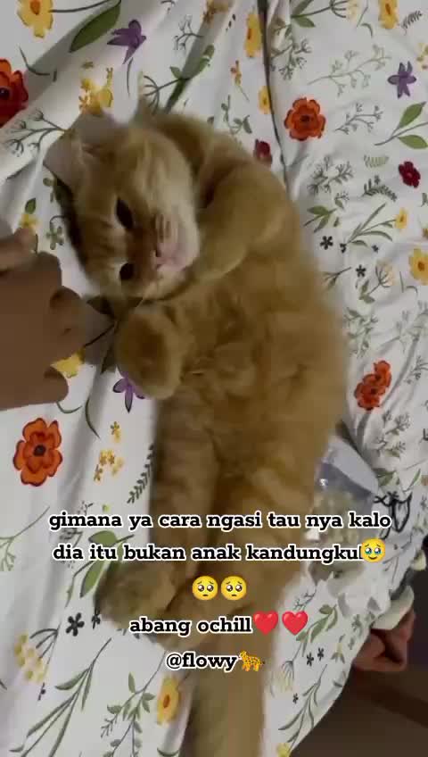 @😺 0chil 😺