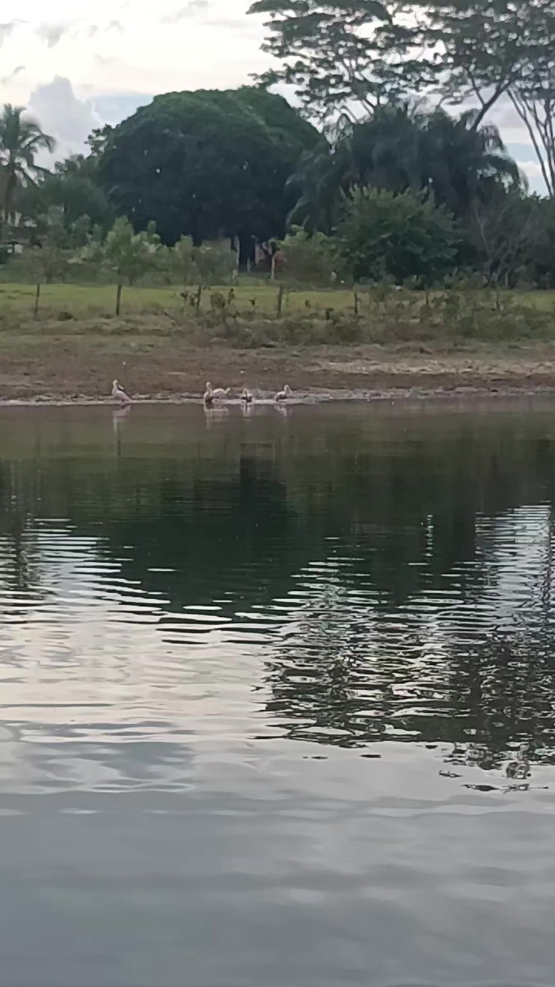 @guiadepescaalemao