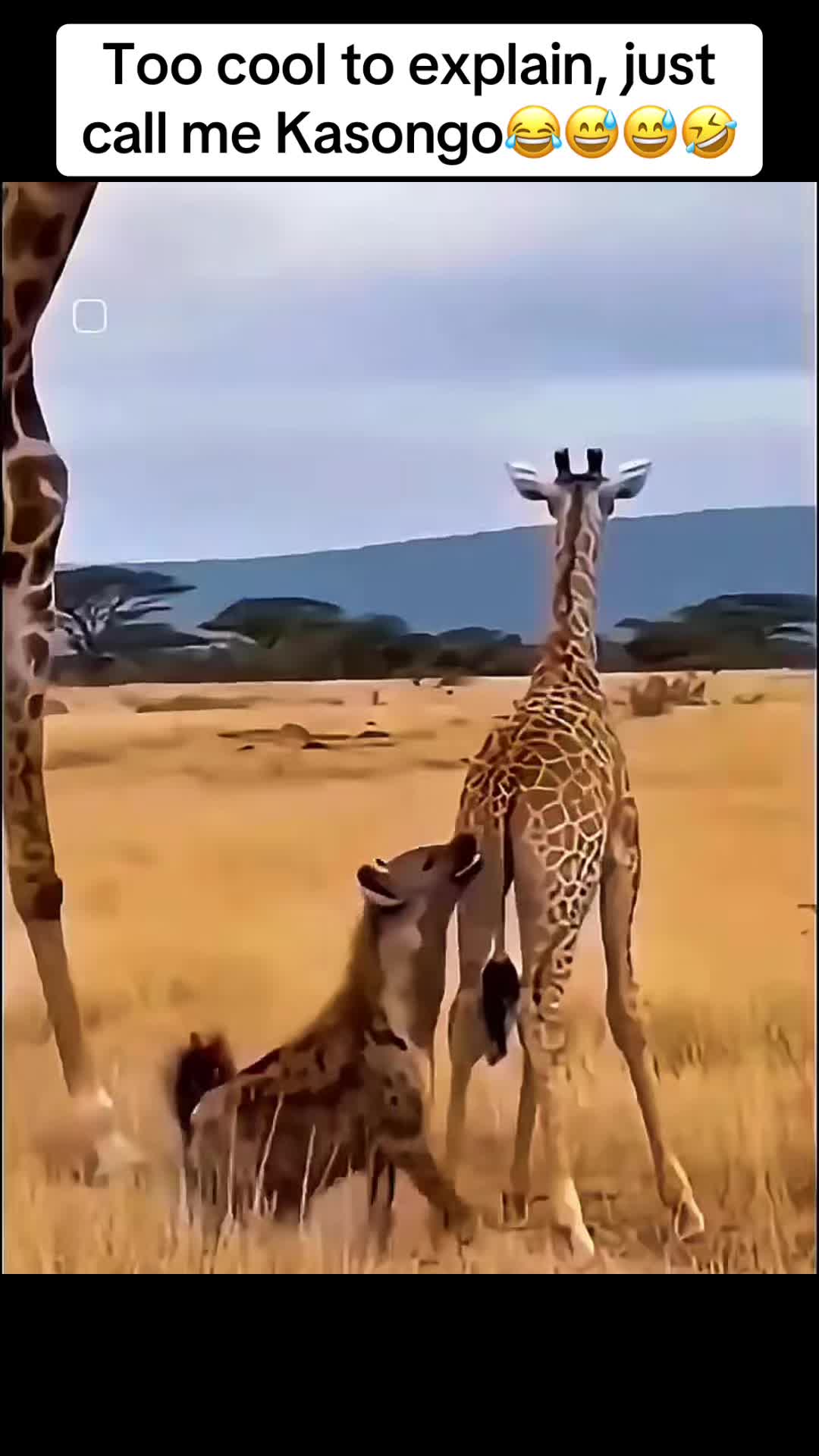 @Roi De la Jungle