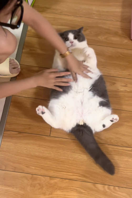 @funnyanimalvideo99