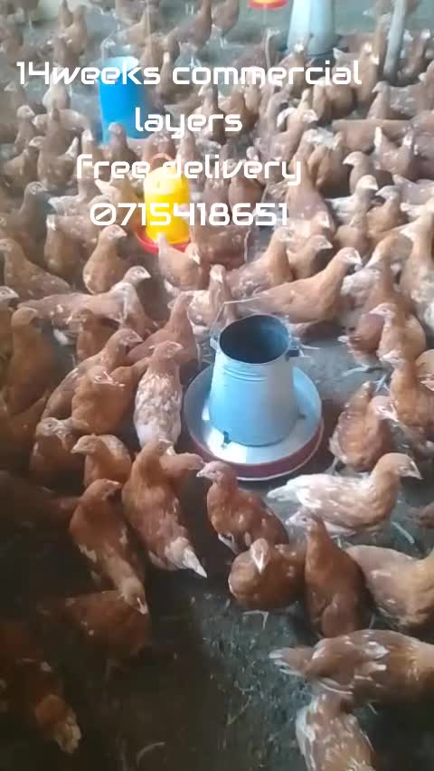 @stepfarm
