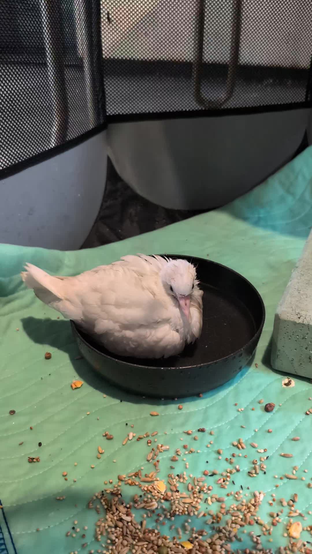 @Pigeons for Miles 🕊️
