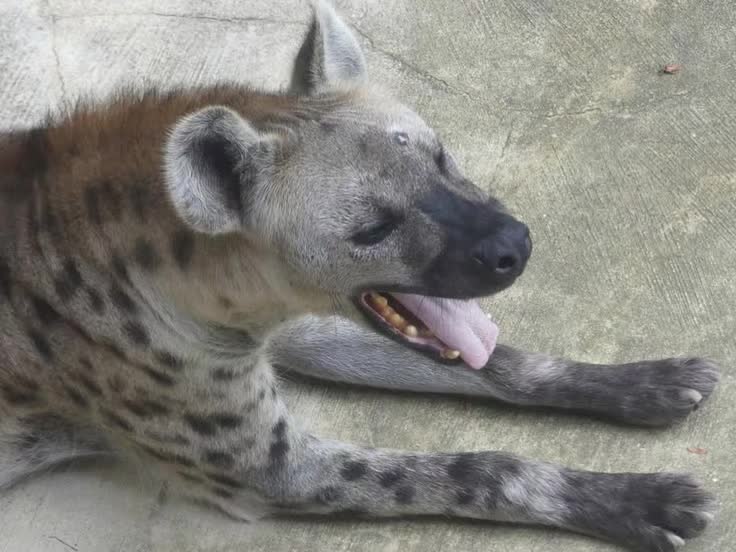 @AbrahamTheHyena✝️