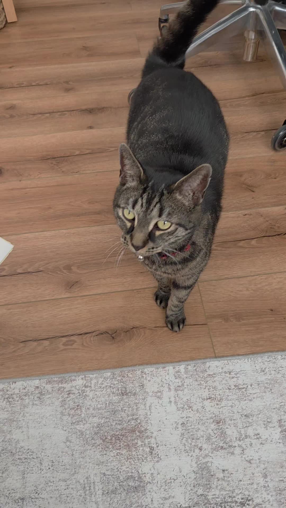 @🐾 Catboy Catman Scoop 🐾