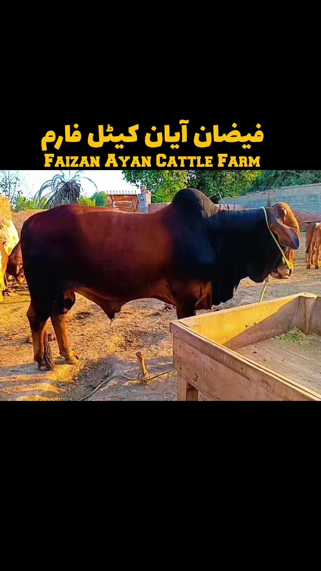 @Faizan Ayan