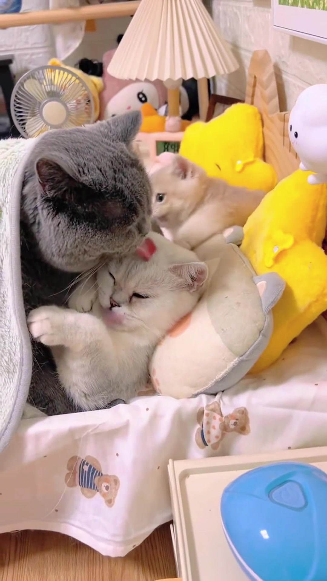 @The Kitten Council 😻😻