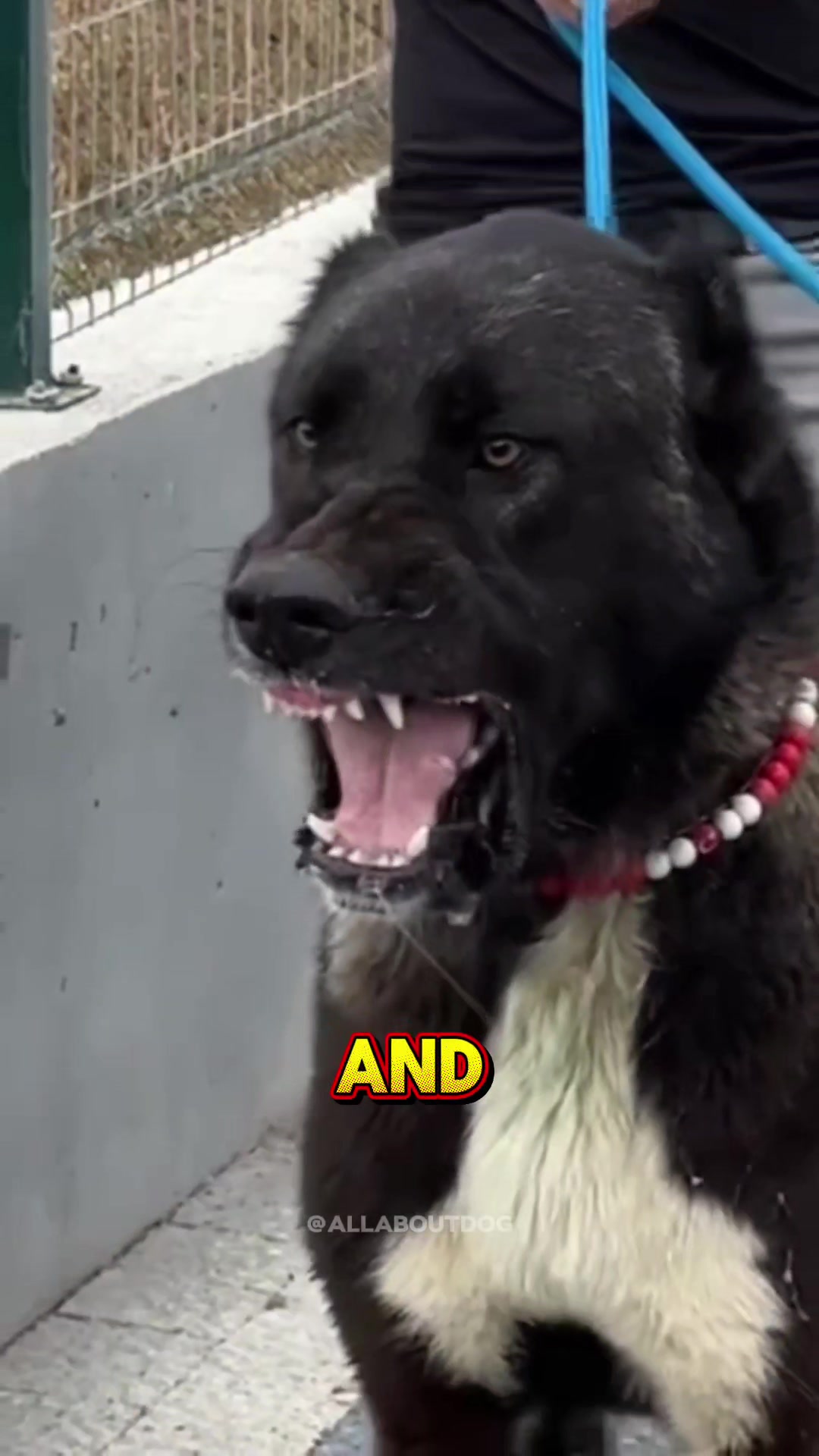@Dog Breed World