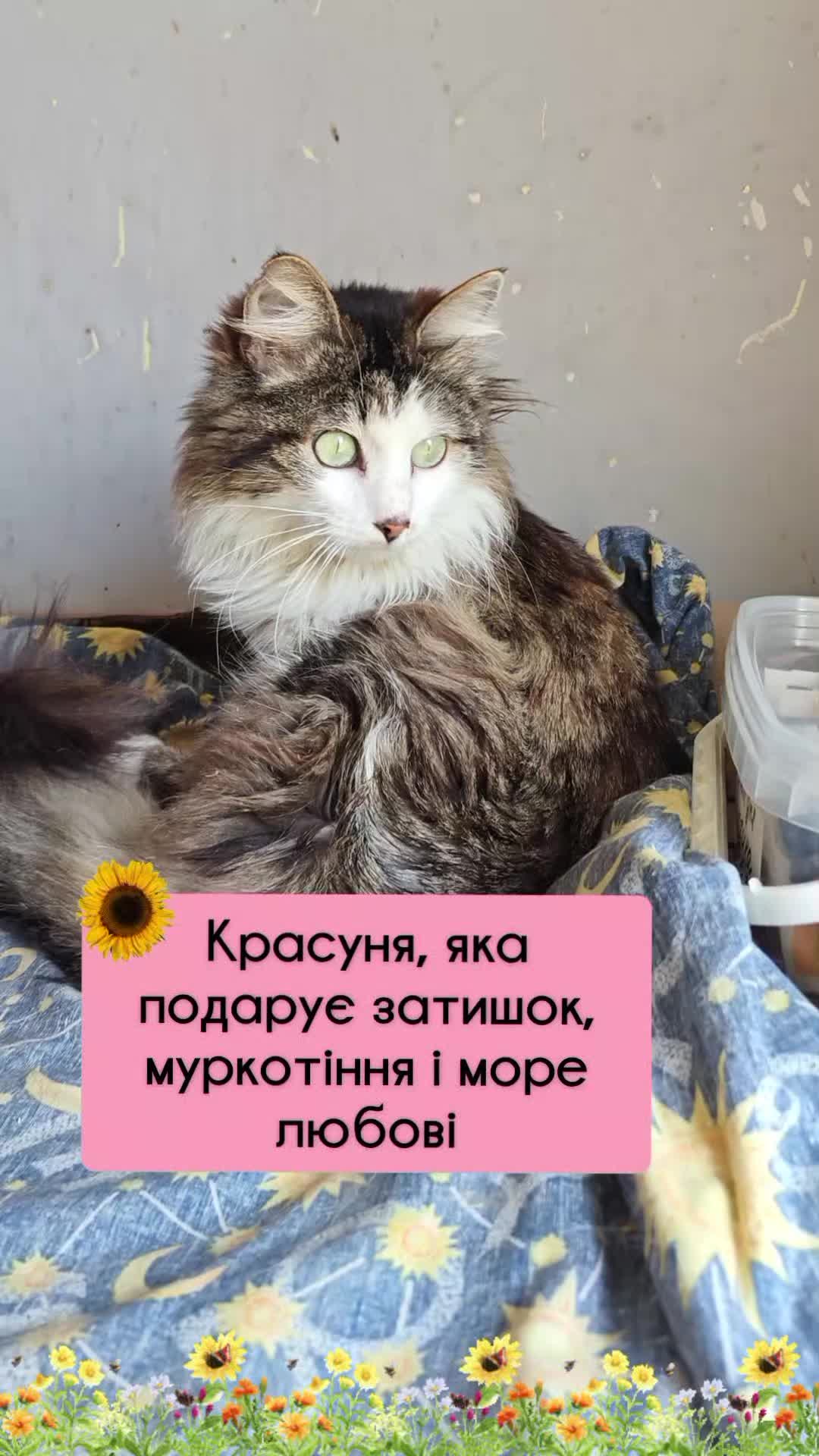 @КотоДім Cat House
