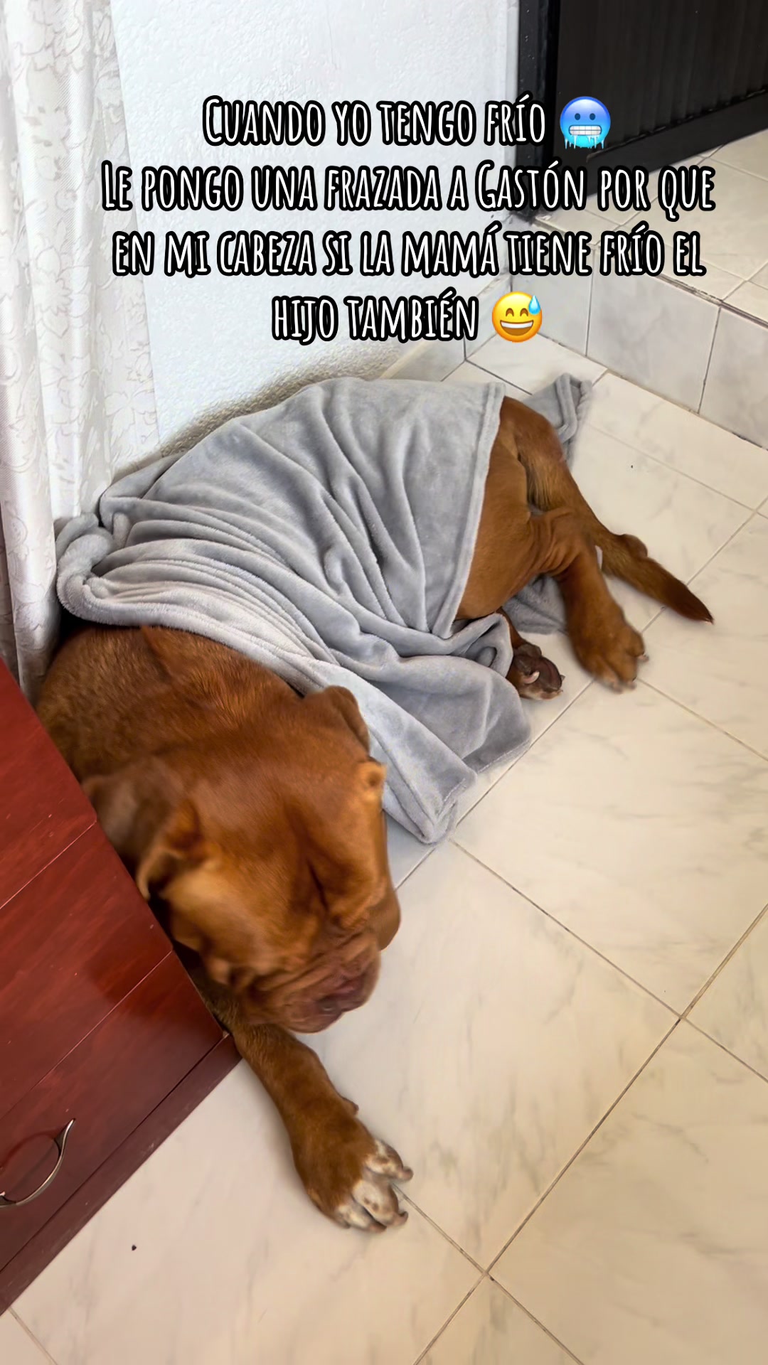 @Gaston el cachorro