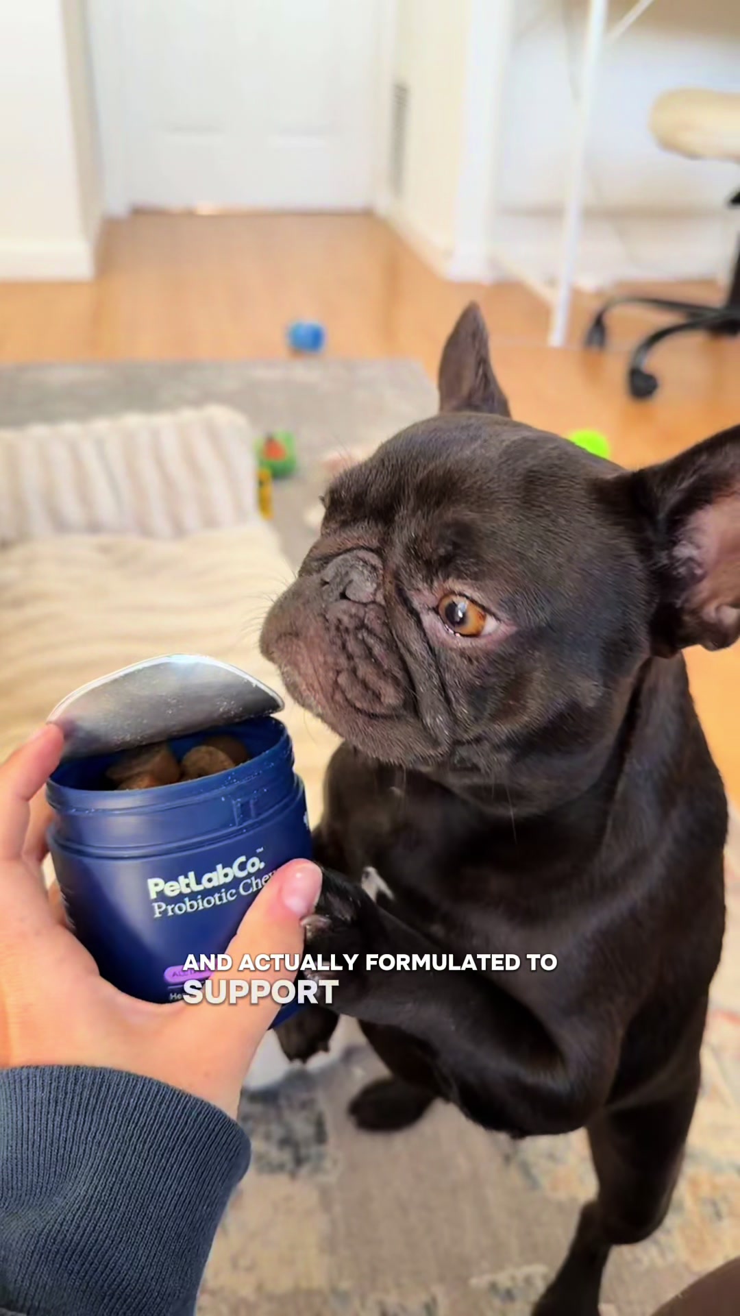 @Mabel the Frenchie