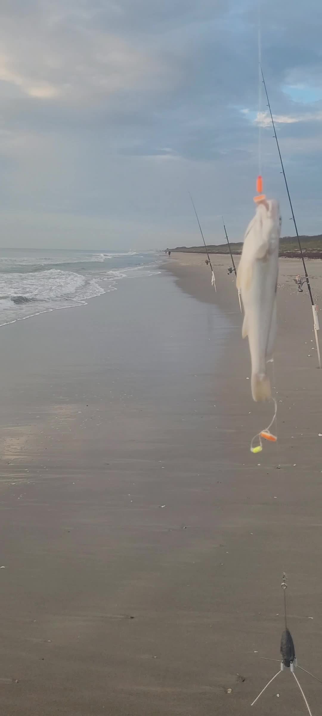@Ghost of Space Coast Fishing