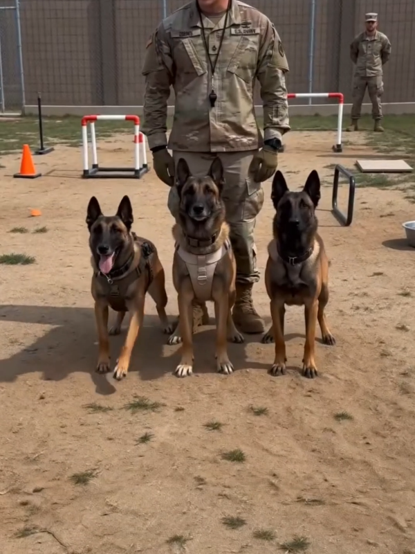 @K9 Warrior