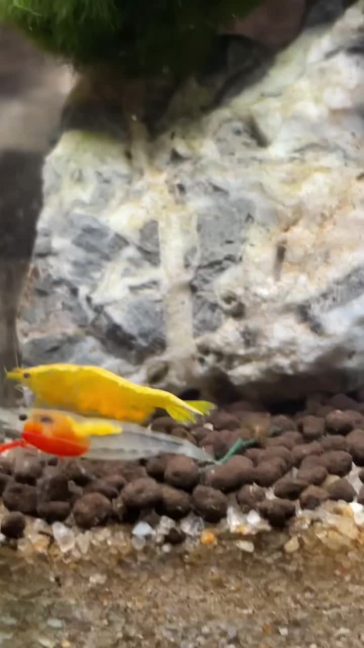 @fishygator