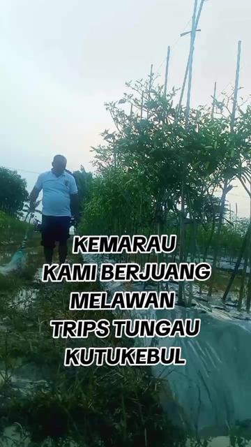 @KANG BERUN GEMOY