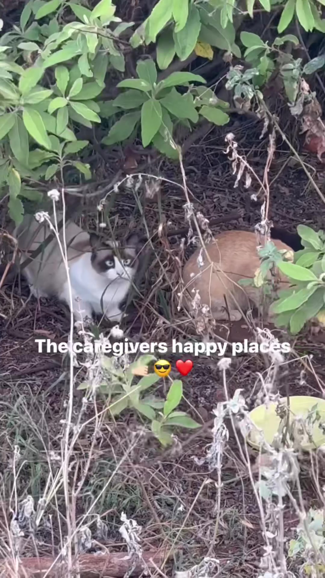 @meowypopoki
