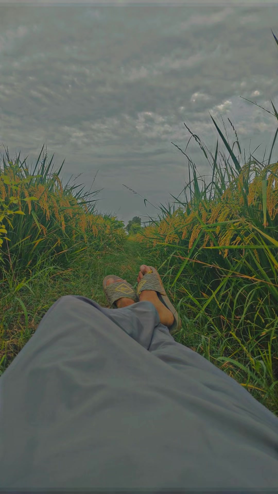 @فارمنگ 👳🏾🌾