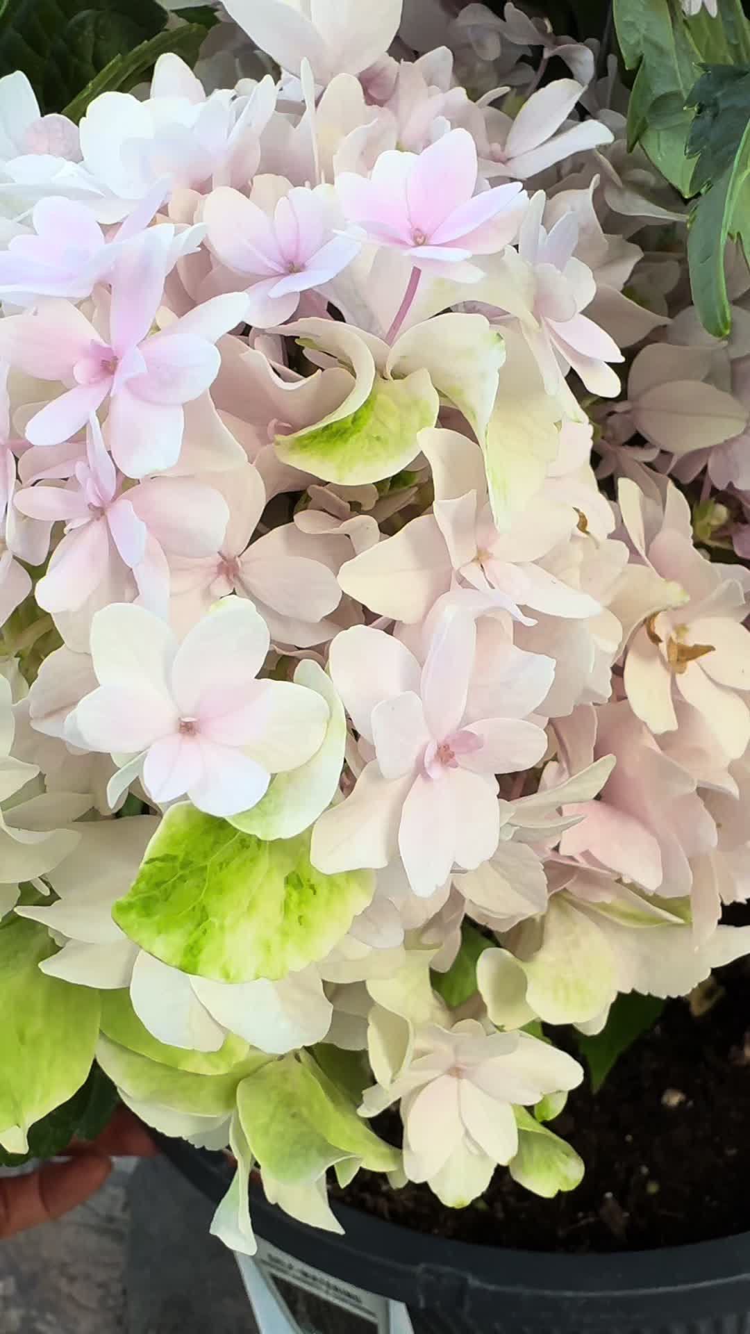 @Hang Nguyen
