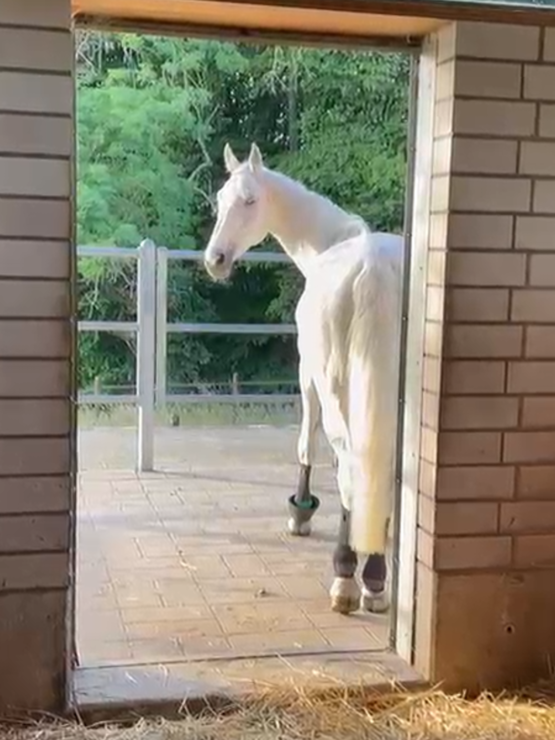 @Spring"Pony"Casha