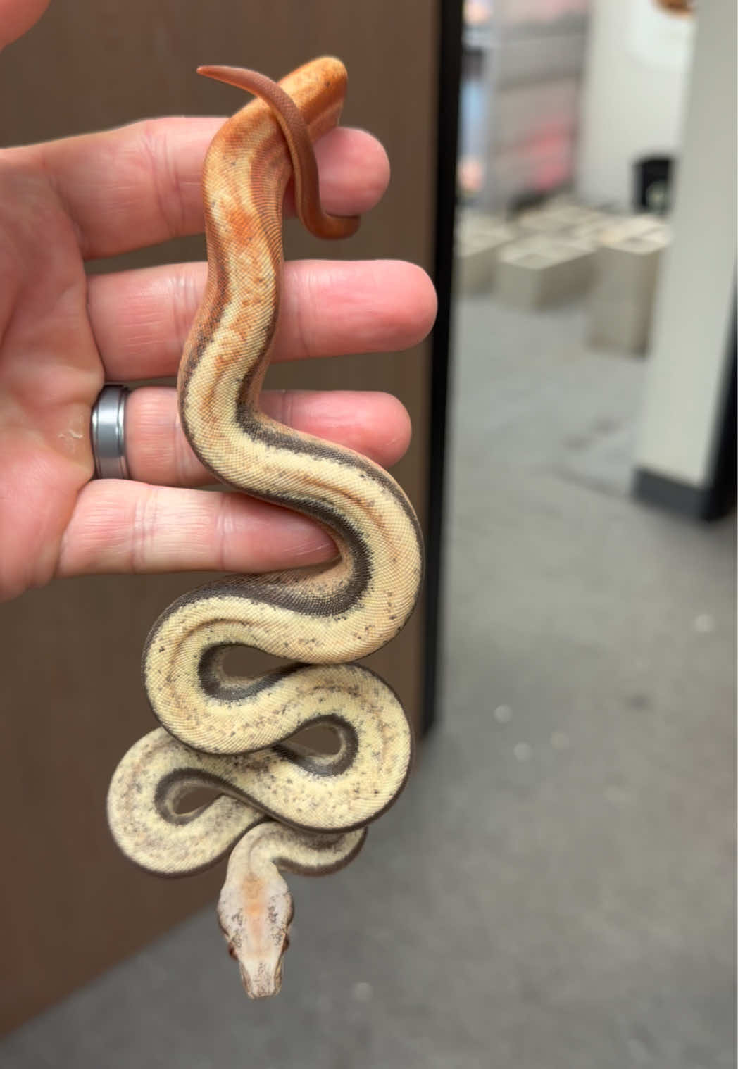 @Snake Country