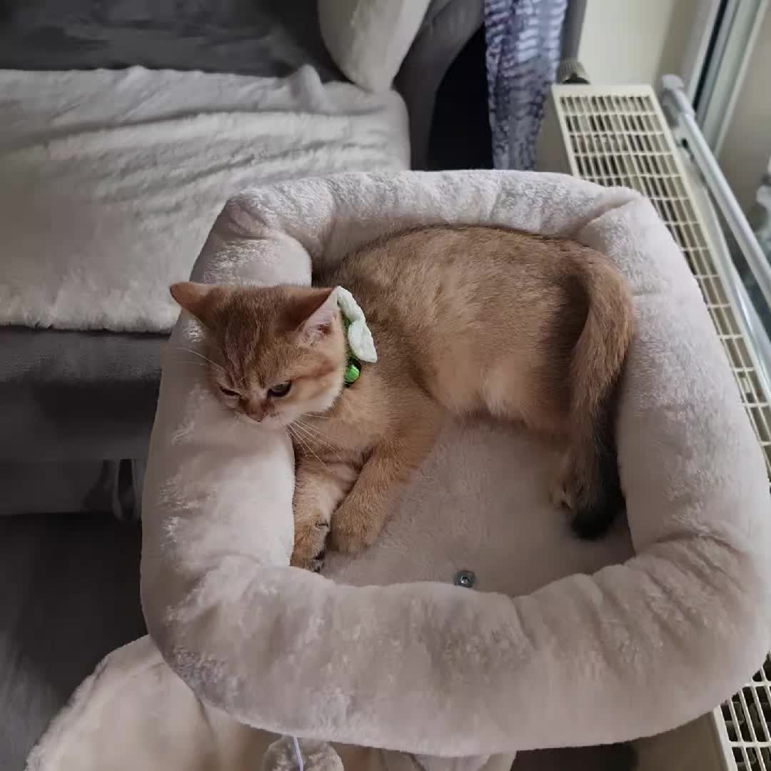 @LanaCats