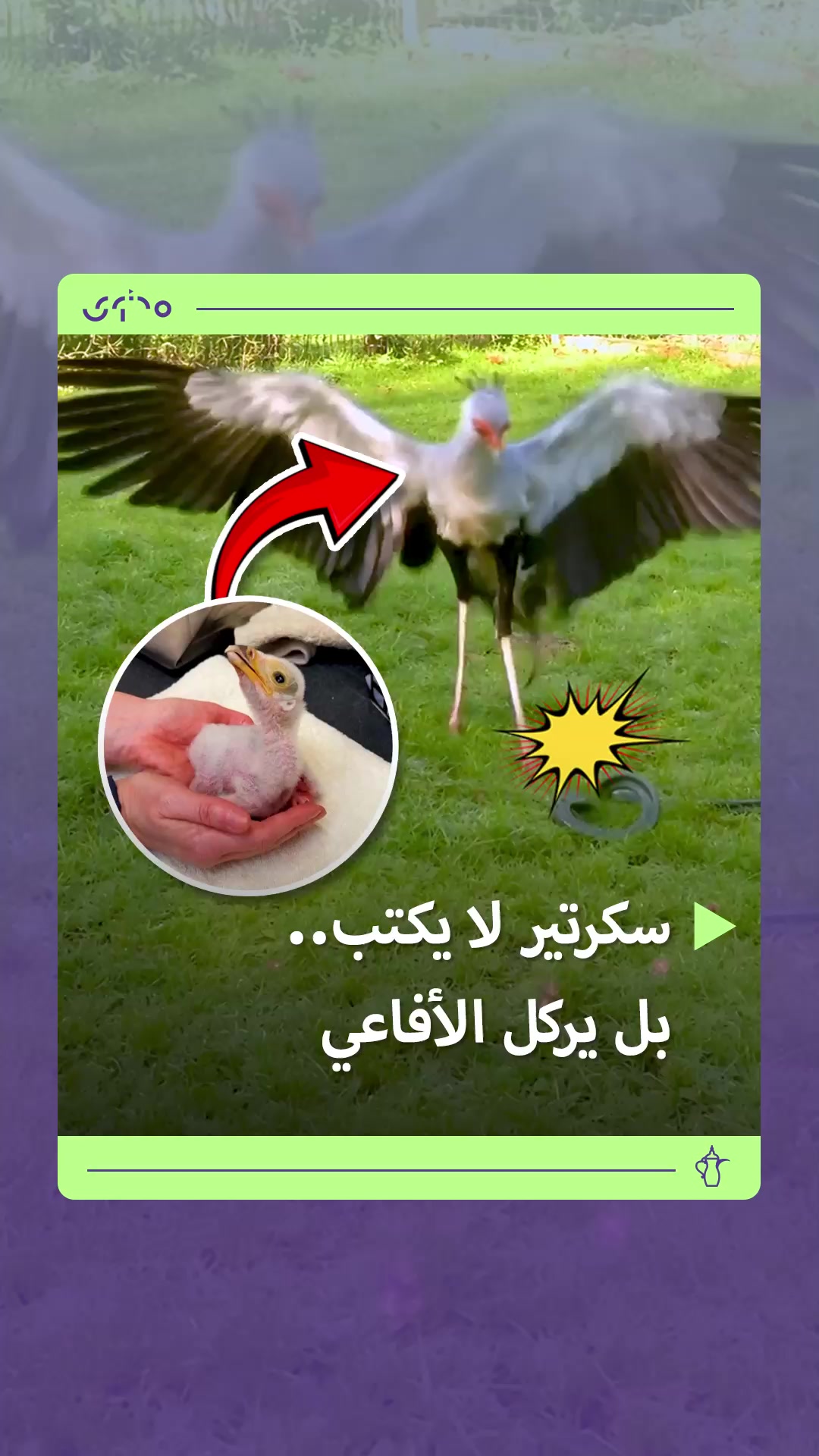 @Mohtawa - محتوى