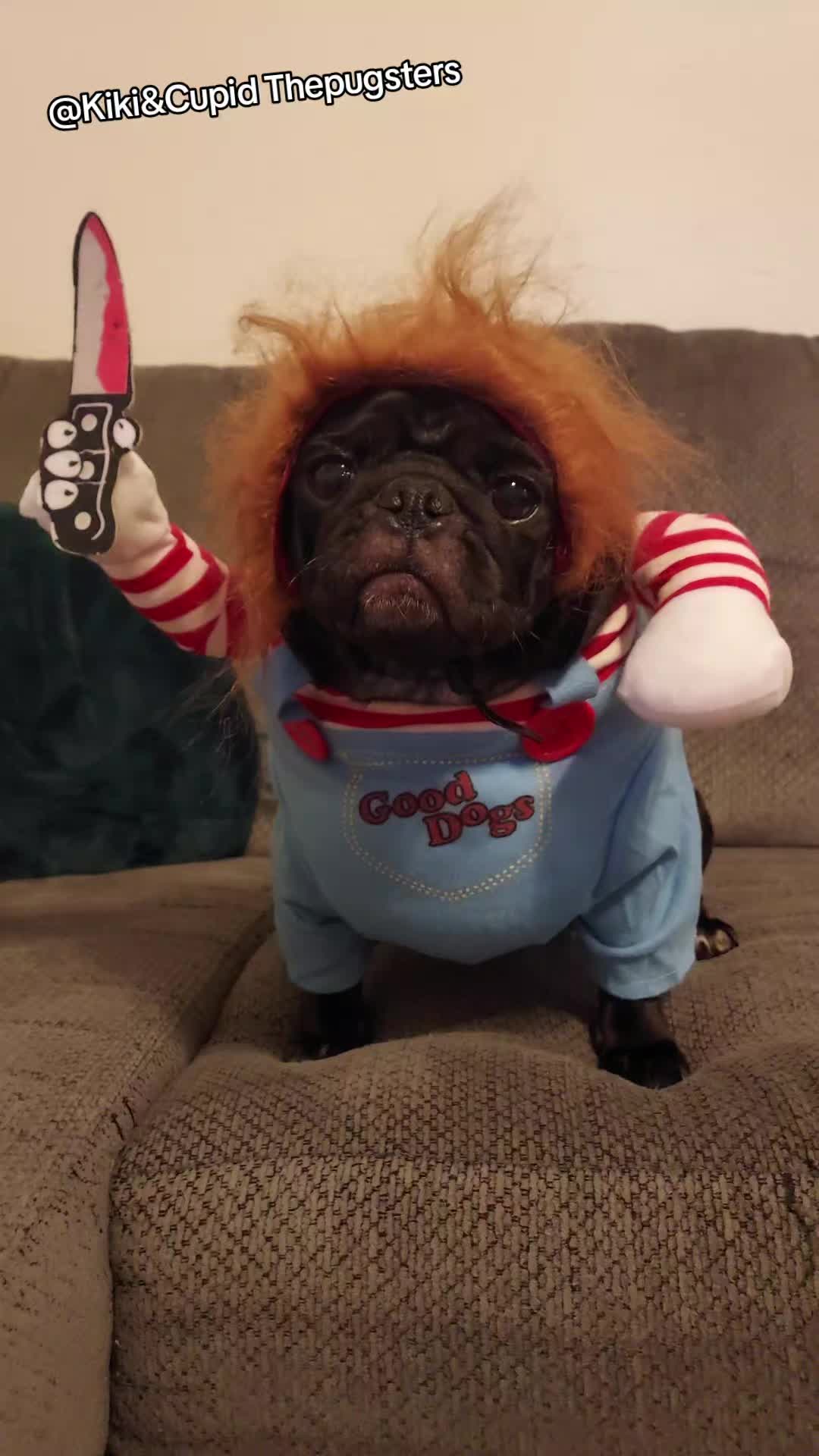 @Kiki&Cupid Thepugster