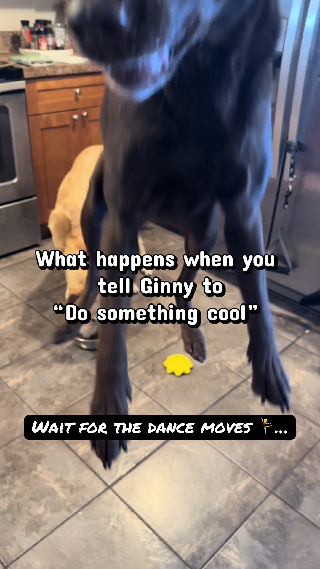@AmandaT_CoolDog_Trainer 🫵🐶🆒