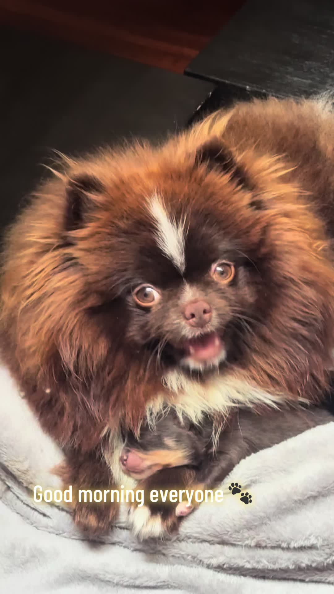 @Fingerlakes Pomeranians