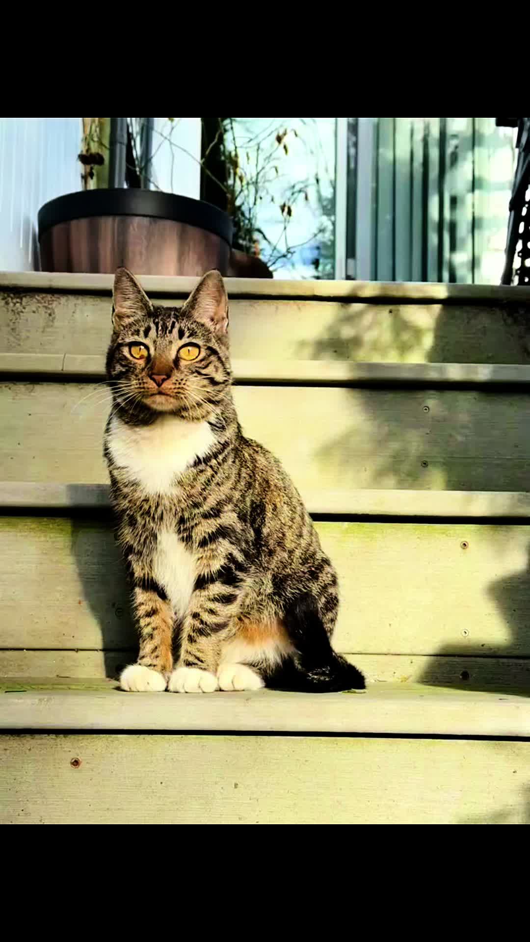 @TailsandWhiskersCo