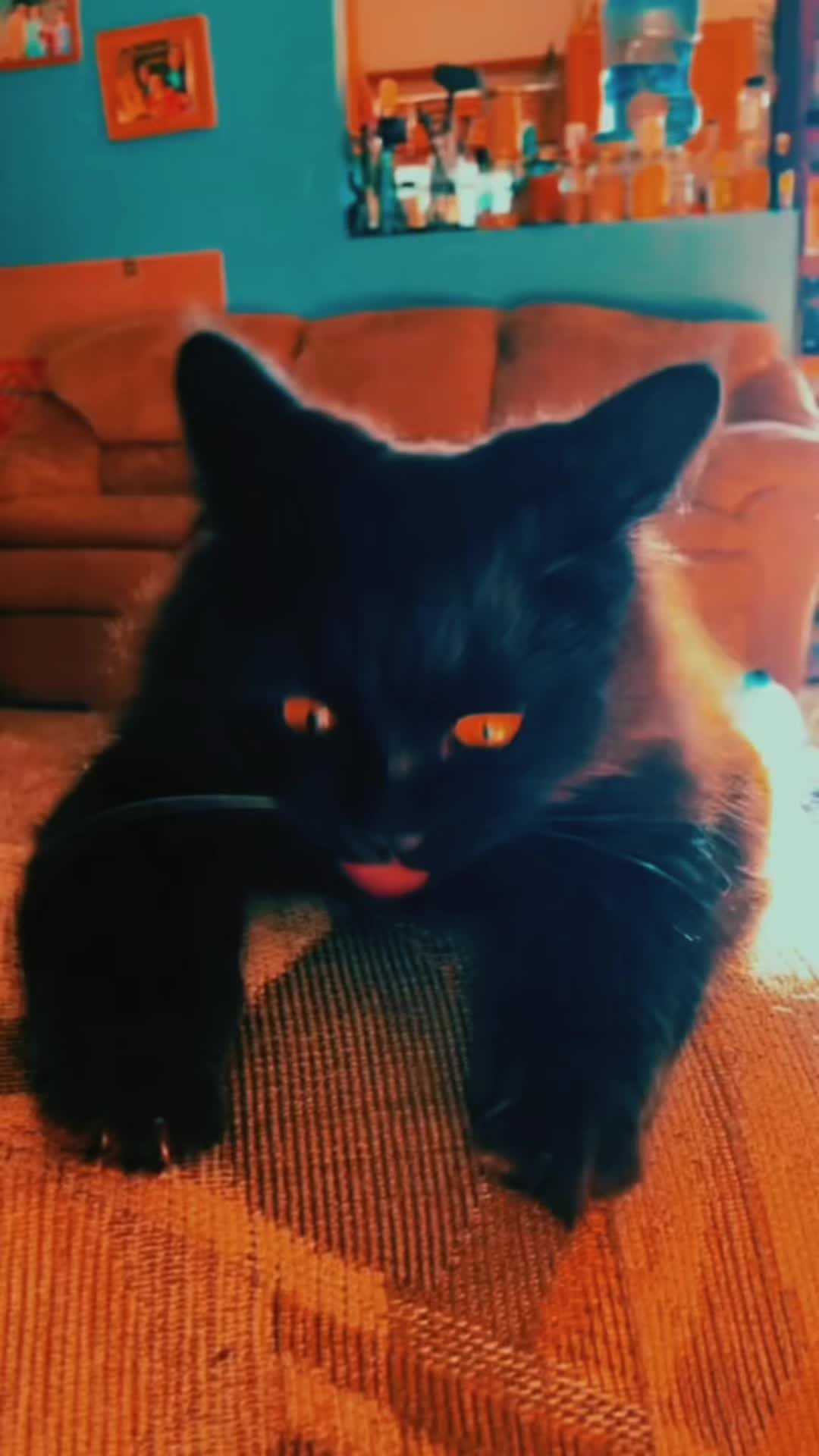@Brad the CatDad 🐾