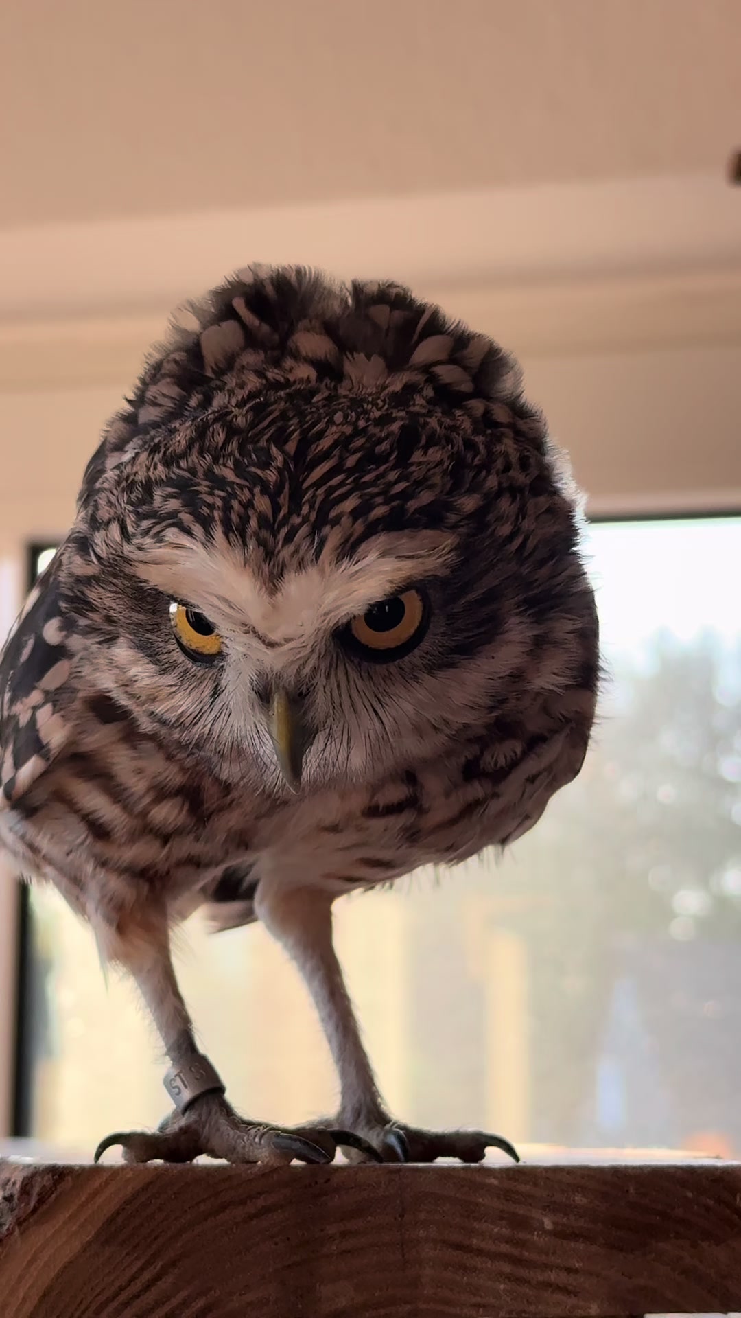 @Kreischhuhn Karma 🦉