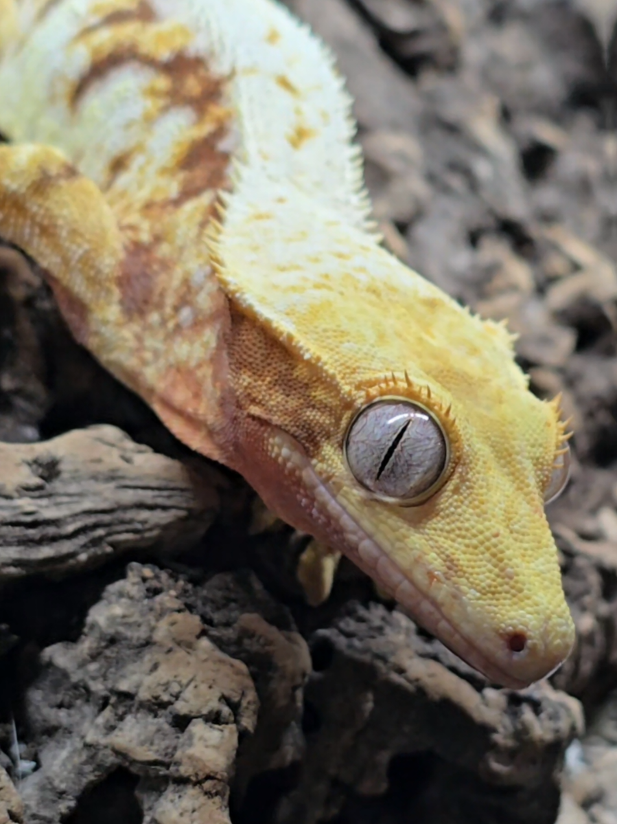 @Sacred Geckos and Exotics