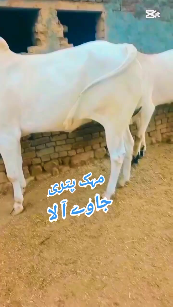 @چوہدری حماد