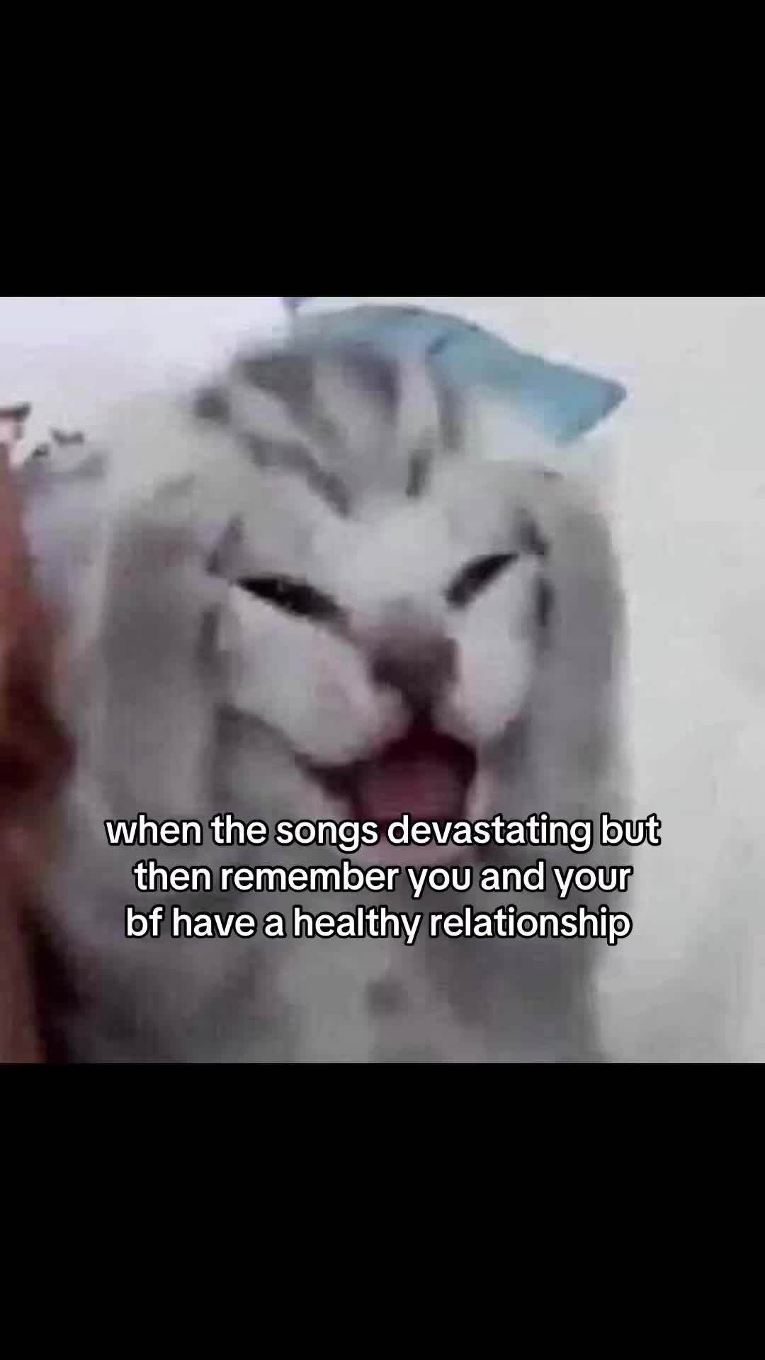 @meowconcept