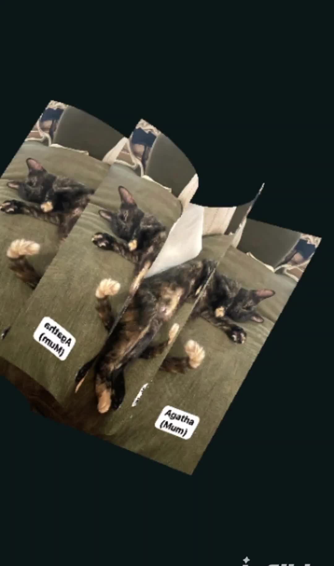 @Glossop Cat Rescue