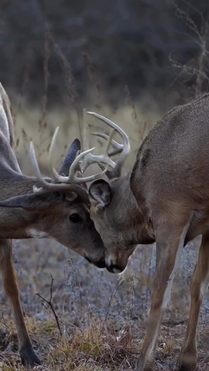 @Buckmasters Outdoors