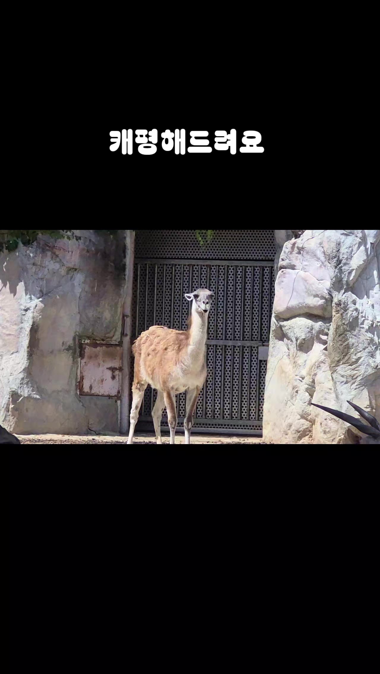 @청리안🩵