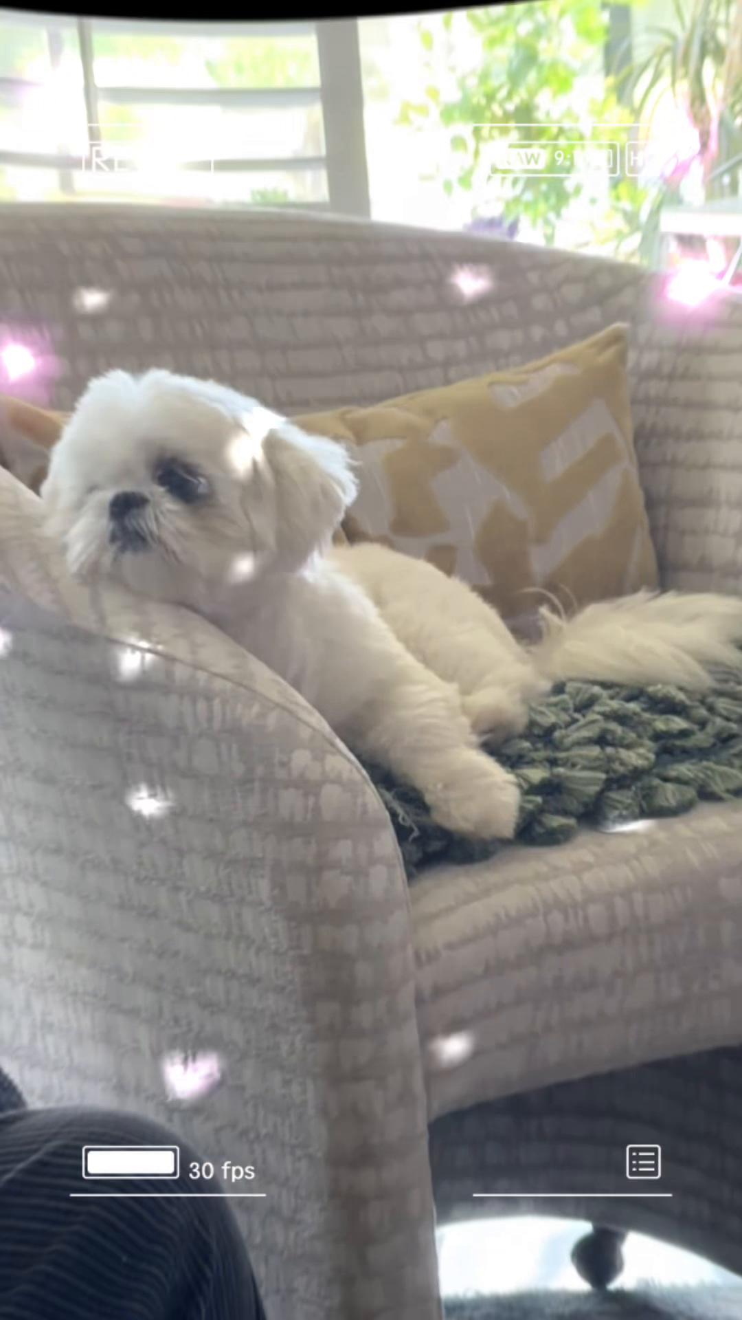 @Twilight Shih Tzu