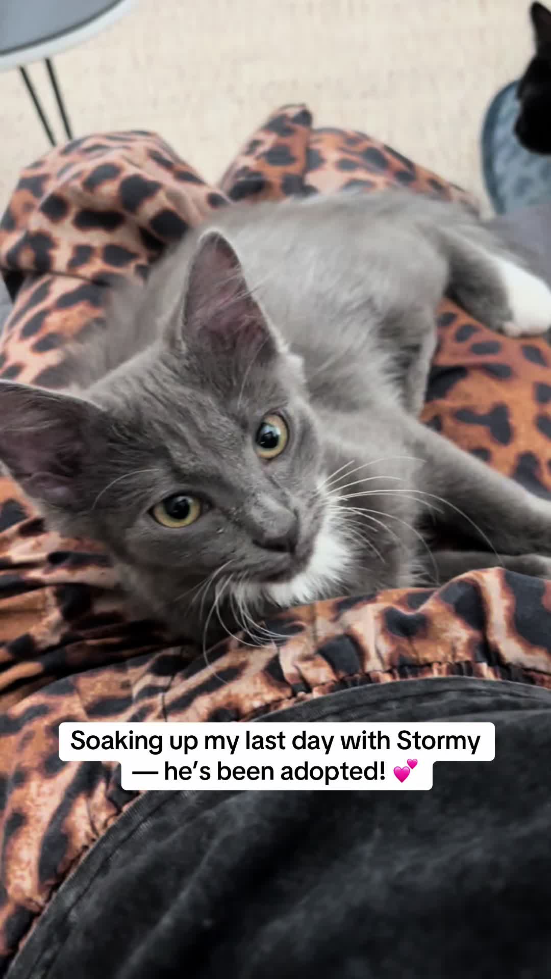 @Christina | Cat Rescue 🐾