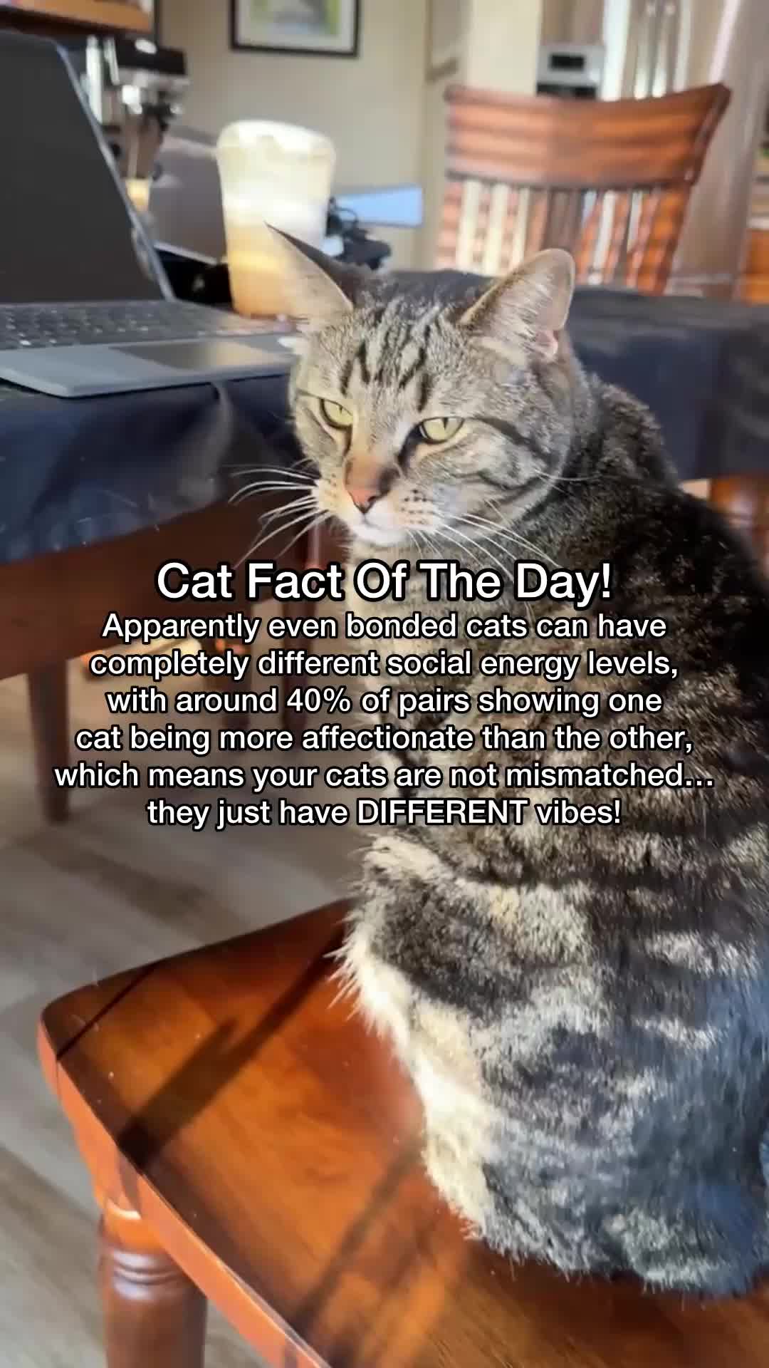 @Chip The Manx